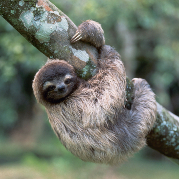 two-toed sloth