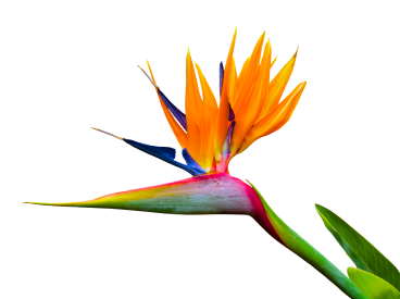 strelitzia